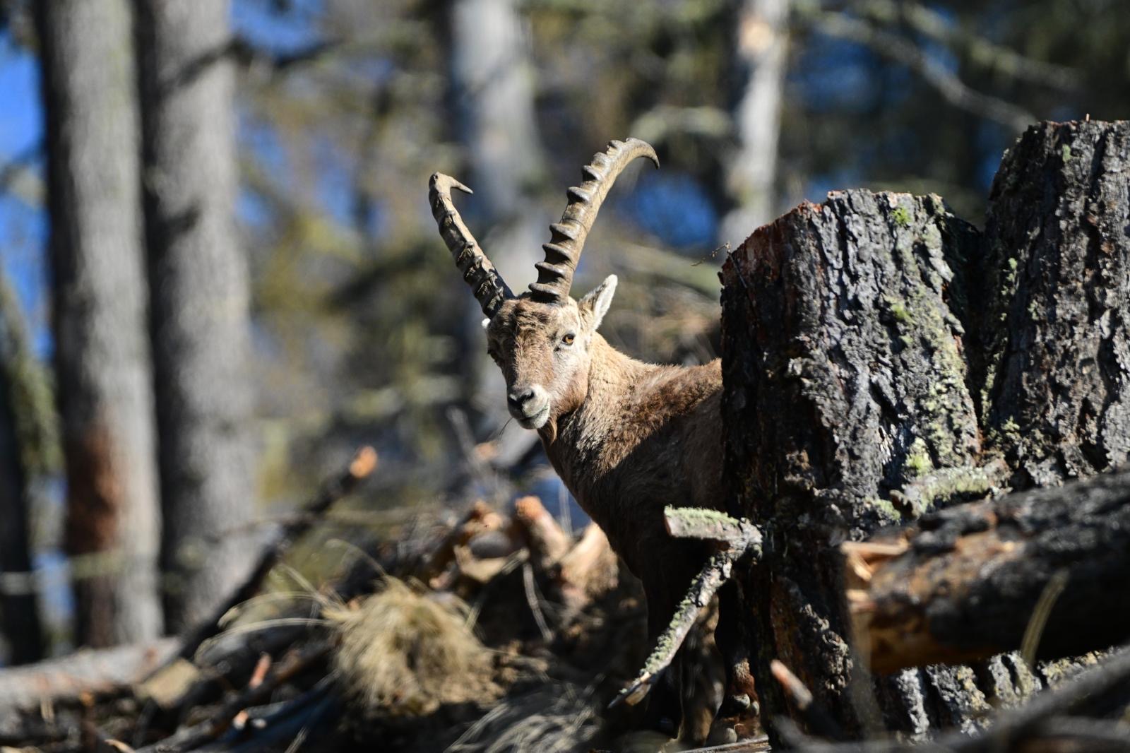 Alpensteinbock im Schnalstal