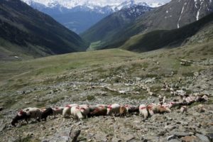 Schafe im SchlandrauntalPecore in val di SilandroSheep in val di Silandro valley