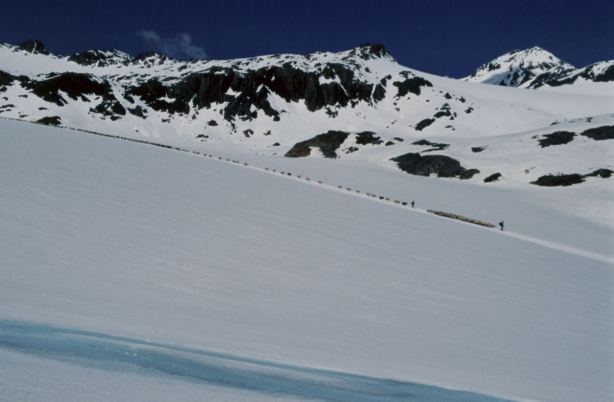 Schafe am Niederjochferner unterhalb des TisenjochsPecore attaversando la Vedretta del Giogo Basso Sheep crossing the glacier and in the background the discovery site of the Iceman