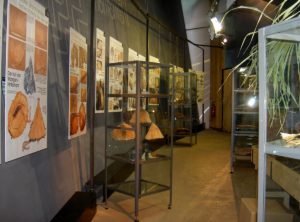 Ausstellung Bast Binsen Brennessel von Anne Reichert im archeoParcMostra sul uso del libro, delle ortiche e giuncacee presso larcheoParcExhibition on working organic fibres like as bast in prehistoric times