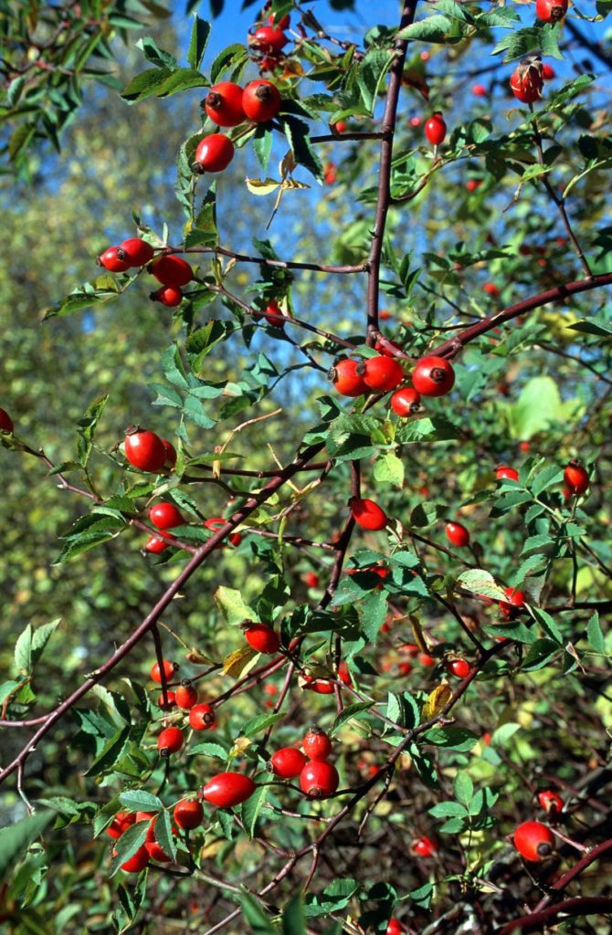 Hagebuttenstrauch im archeoParc-Freilichtbereich<br/> Rosa canina nella zona allaperto dellarcheoParc<br/>Dog-rose at the archeoParc outside area <br/><br/>Rosa canina
