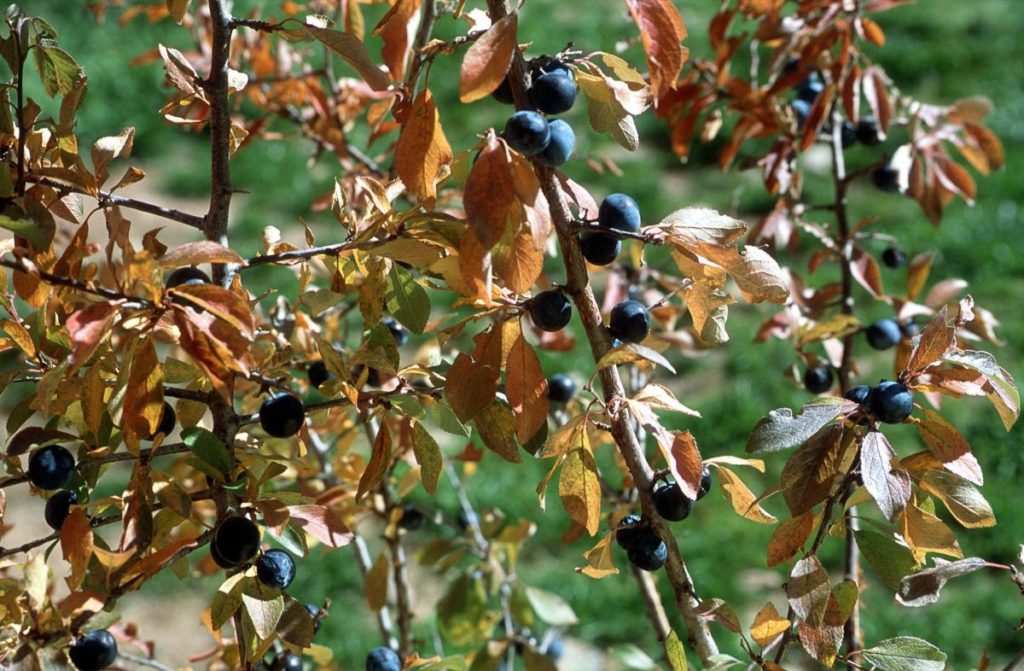 Schlehe im archeoParc-Freilichtbereich<br/>Prugnolo selvatico nella zona allaperto dellarcheoParc<br/>Blackthorn at the archeoParc outside area<br/><br/>Prunus spinosa L.