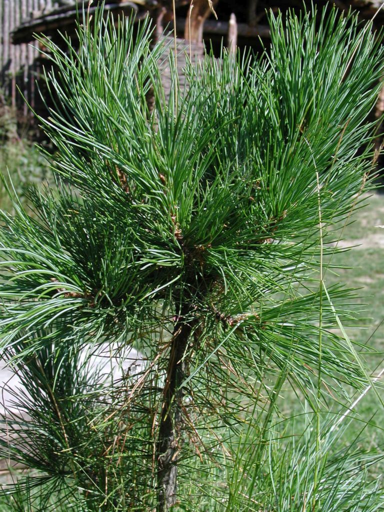 Latschenkiefer im archeoParc-Freilichtbereich<br/>Pino mugo nella zona allaperto dellarcheoParc<br/> Mugo pine at the archeoParc outside area <br/><br/>Pinus mugo