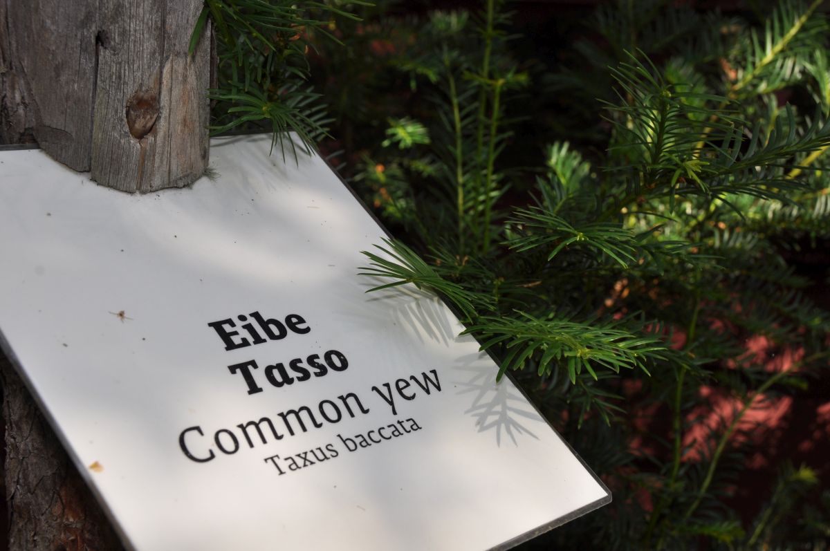 Le piante legnose di Ötzi