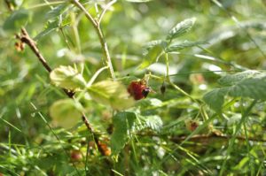 Süße Stärkung am WegrandLamponi lungo il sentiero della valle di PinaltoStraw berries in Valle di Pinalto valleyAugust 2017