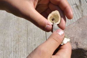Durch Mark und Bein: Vermittlungsprogramm zur Knochenbearbeitung in der Steinzeit Farsi le ossa: programma didattico su monili e utensili in materiale osseoWorking with deer antler during a educational program for school classes