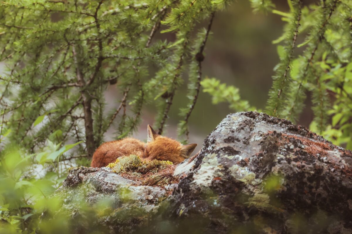 Fotoausstellung von Simone Santer im archeoParc<br/>Mostra fotografica di Simone Santer all‘archeoParc <br/>Photo exibition by Simone Santer at the archeoParc<br/><br/>April 2025