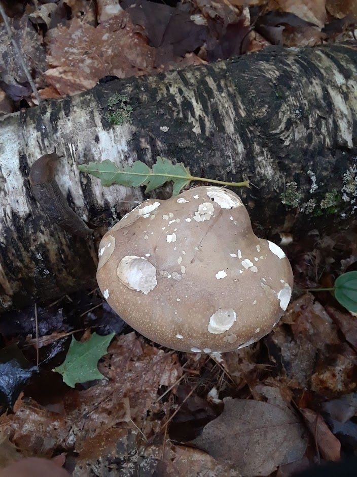 Birch polypore, Piptoporus betulinus
