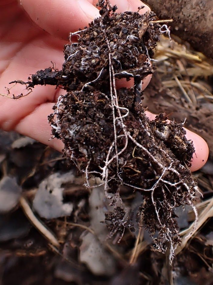 Mycelial cords decomposing organic matter in the soil. These mycelial threads help fungi spread, move nutrients around,and adapt to their environment.