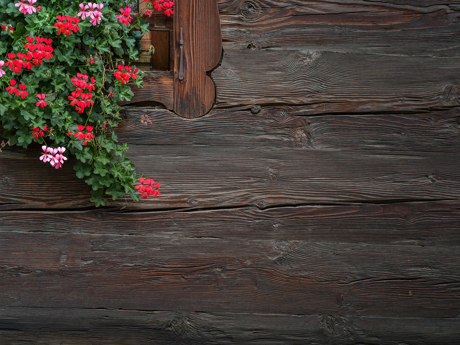 Traditionelle südtiroler Hauswand aus Holz mit roten Geranien Parete di una casa tradizionale altoatesina in legno con gerani rossiTraditional South Tyrolean wooden house wall with red geraniums