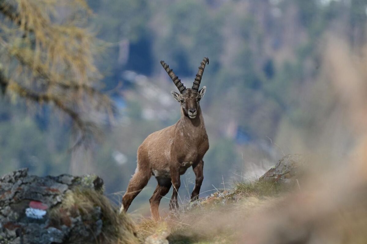 Alpensteinbock im Schnalstal<br/>Stambecco in val Senales<br/>Alpine ibex in Val Senales Valley<br/><br/>Capra ibex