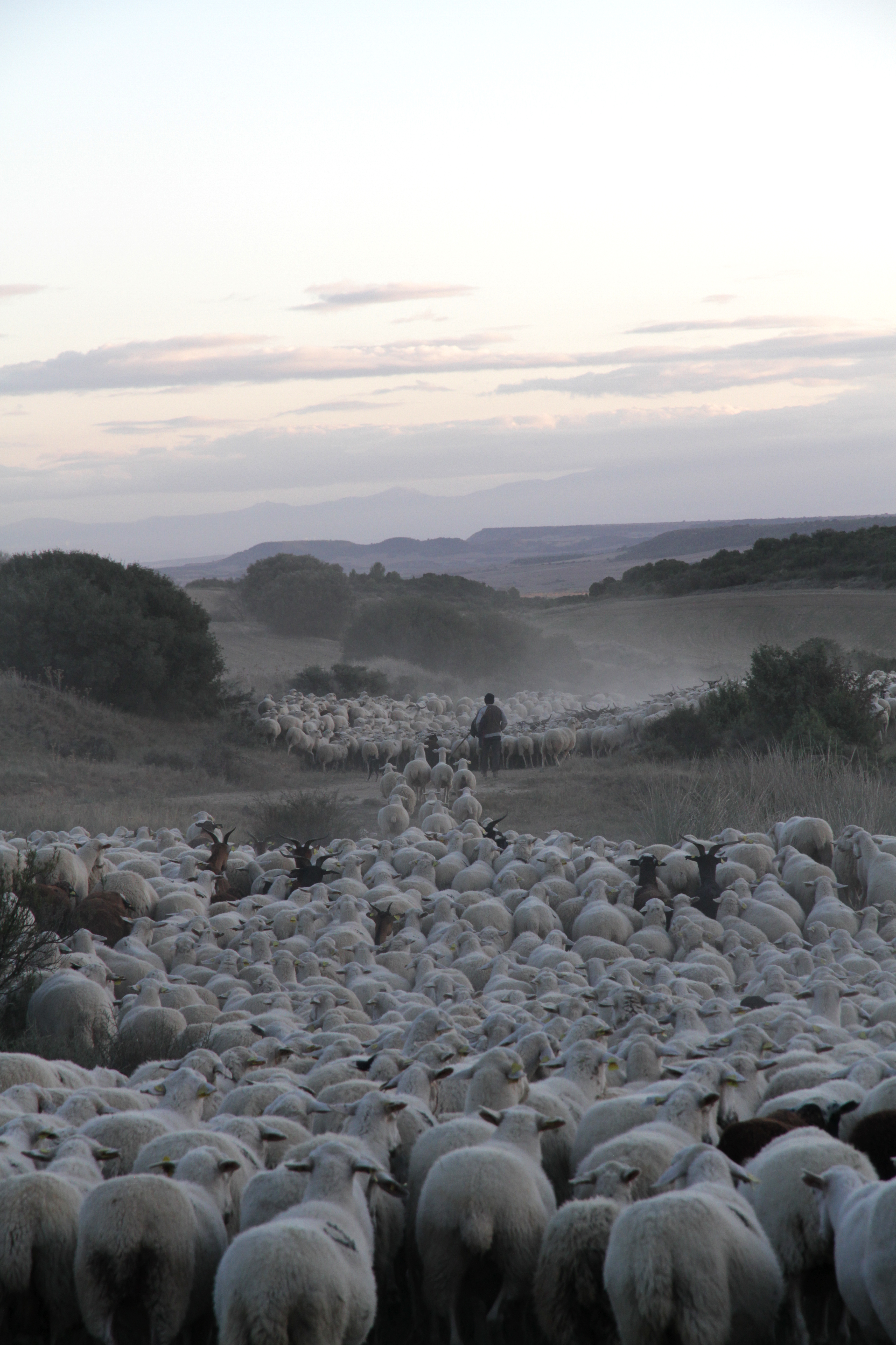 Media information “Paths of Grass and Rock” at the Campus Transhumanza