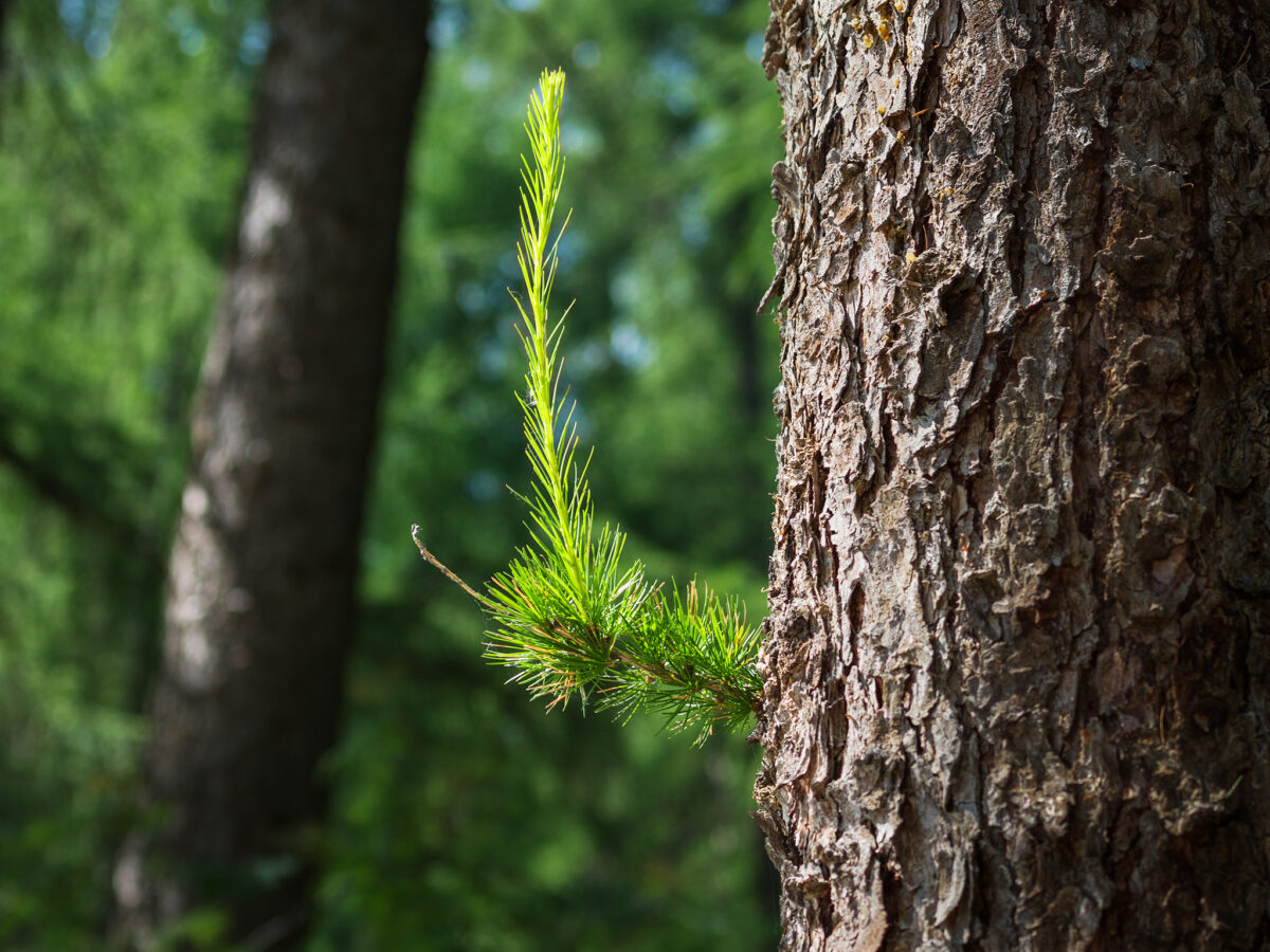 Lärchenspross<br/> Germoglio di larice<br/>Spring shot of the European Larch<br/><br/> Larix decidua