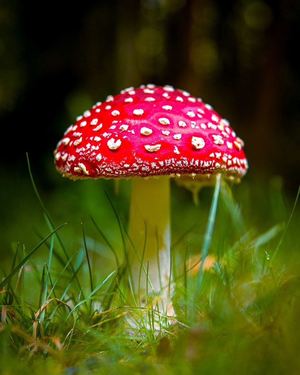 Der FliegenpilzL‘ovolaccioThe Fly AgaricAmanita Muscaria