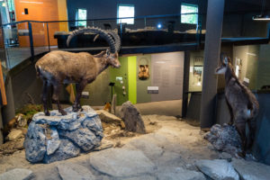 Ein Blick in die Dauerausstellung Flora Fauna Mensch zum Lebensraum des Ötzi im Besucherzentrum des archeoParc Schnalstal in Südtirol  Una parte della mostra permanente Ma Ötzi, dove viveva? sullambiente di vita dellUomo venuto dal ghiaccio nel centro visitatori dellarcheoParc della val Senales in Alto Adige  A part of the exhibition Primitive? Skilled! on how the Iceman lived at the Visitors centre of the archaeological open-air museum in val Senales valley in South Tyrol in northern Italy