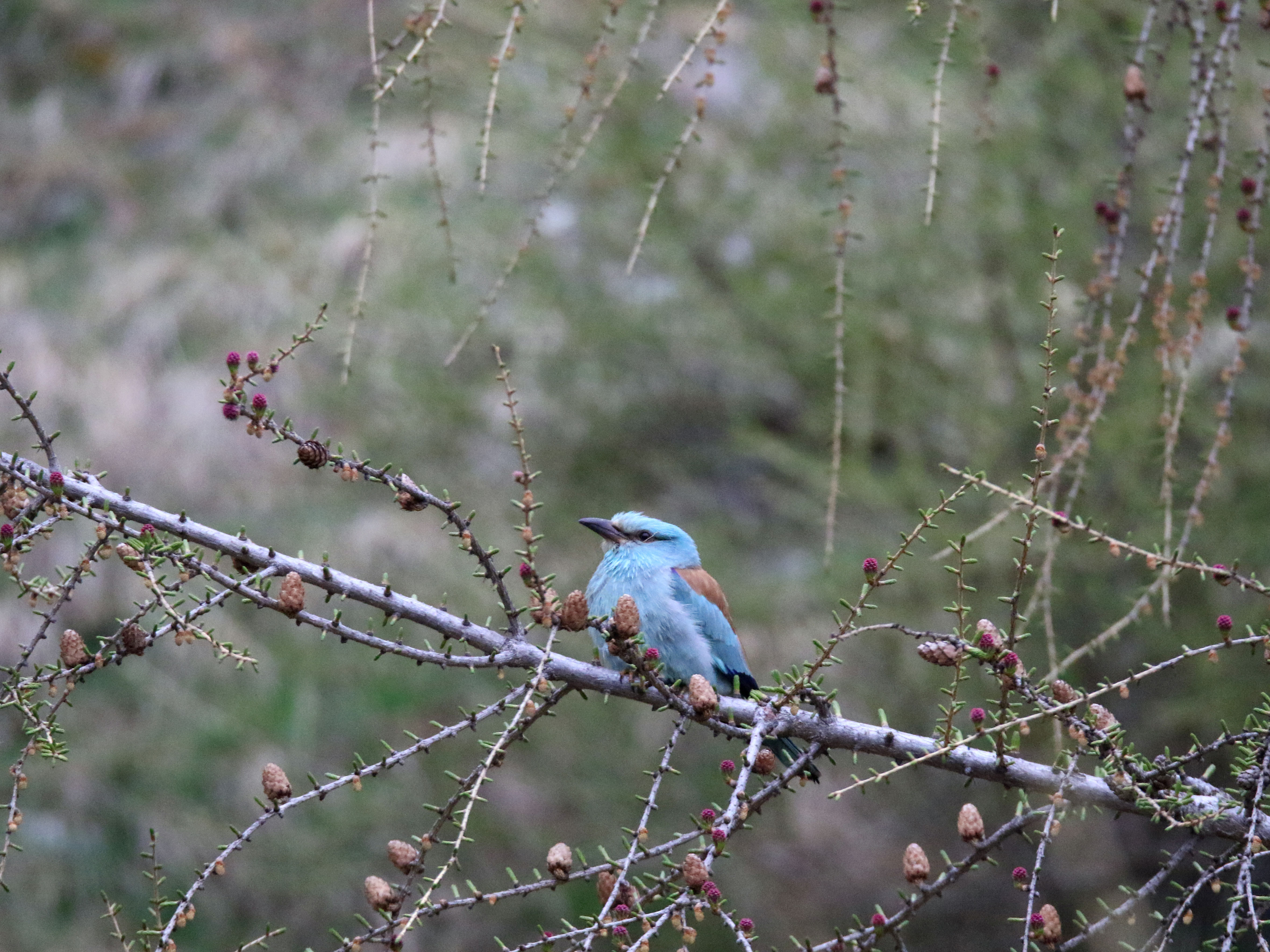 Norbert Sachsalber Memory Game